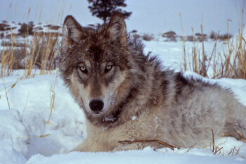 A collared wolf from the Druid pack