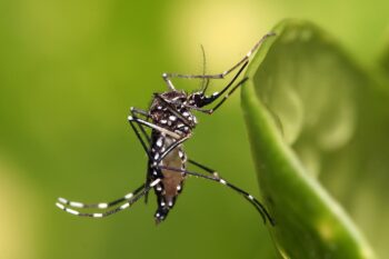Banner image of a yellow fever mosquito (Aedes aegypti) by James Gathany, Centers for Disease Control and Prevention via Wikimedia Commons (Public domain).