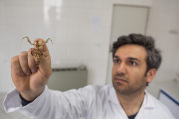 Mahmood Kolnegari holds new to science mantis species Sinaiella azadi found in the mountainous region of central Iran in 2022.