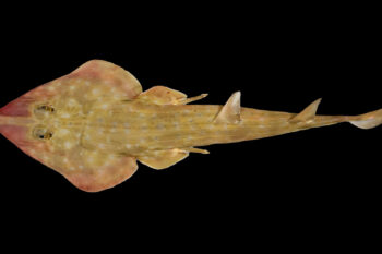 A new species of critically endangered guitar shark was identified off the coast of Tanzania. Image courtesy of The Nippon Foundation-Nekton Ocean Census/Sergey Bogorodsky.