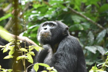 Image of a male western chimpanzee