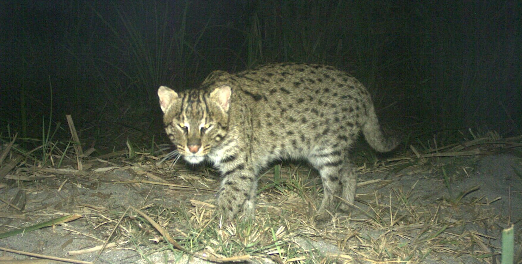 A fishing cat photographed by a camera trap in Nepal. Image courtesy of Rama Mishra.
