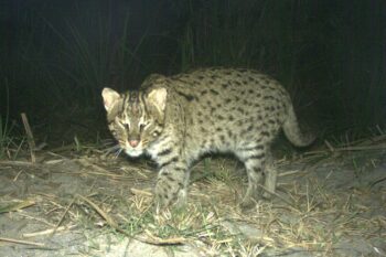 A fishing cat photographed by a camera trap in Nepal. Image courtesy of Rama Mishra.