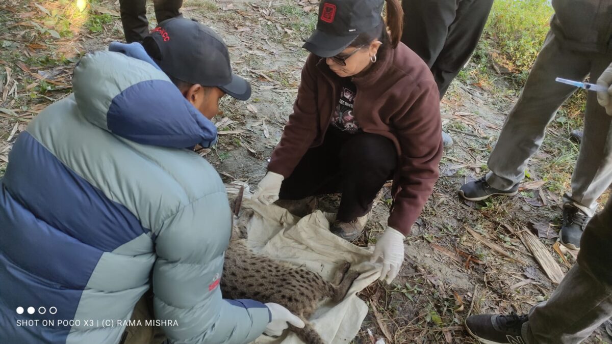 Fishing cat home range far bigger than previously thought, Nepal study ...