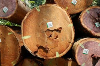 tree timber Brazil
