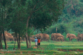 Locals look at a herd of elephants passing close to their village in northeastern Bangladesh.
