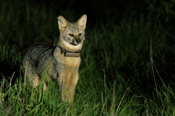 A closer look at the unknown Brazilian fox