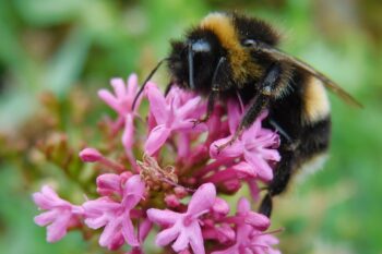 Banner image of a bumblebee in the U.K. by Flappy Pigeon via Wikimedia Commons (CC BY-SA 4.0).