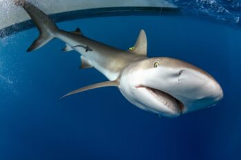 A Caribbean reef shark.