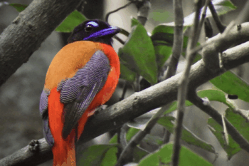 Banner image of a scarlet-rumped trogon (Harpactes duvaucelii) in Sumatra, courtesy of Panji Gusti Akbar.