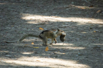 A California ground squirrel, which usually eats seeds and acorns, hunts a vole. Image courtesy of Sonja Wild/UC Davis.