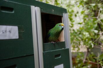 Banner image of a kākāriki karaka at Pukenui/Anchor Island, courtesy of RealNZ.