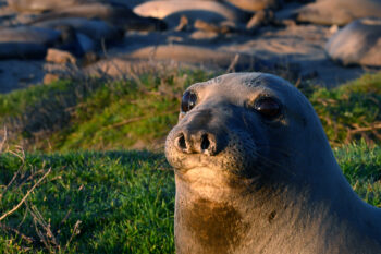 A northern elephant seal in Año Nuevo Island Reserve.