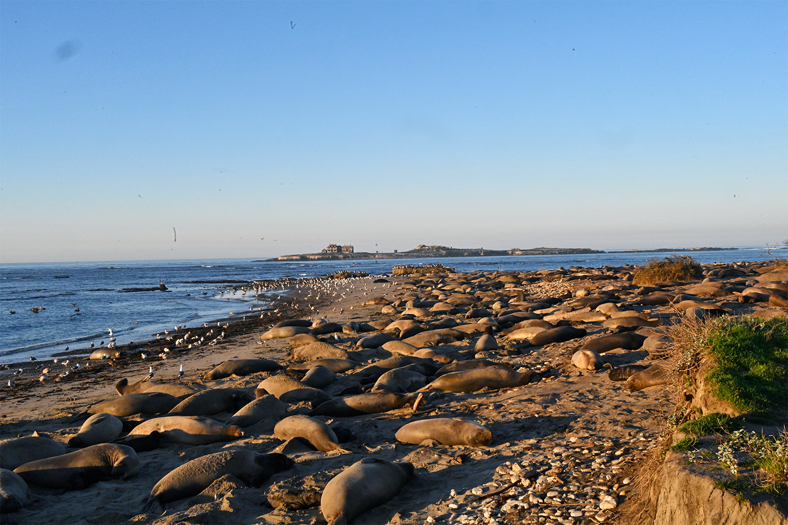 Northern elephant seals (Mirounga angustirostris) in Año Nuevo Island Reserve, where scientists from UCSC have been studying a large breeding colony of the species for almost the last 60 years.