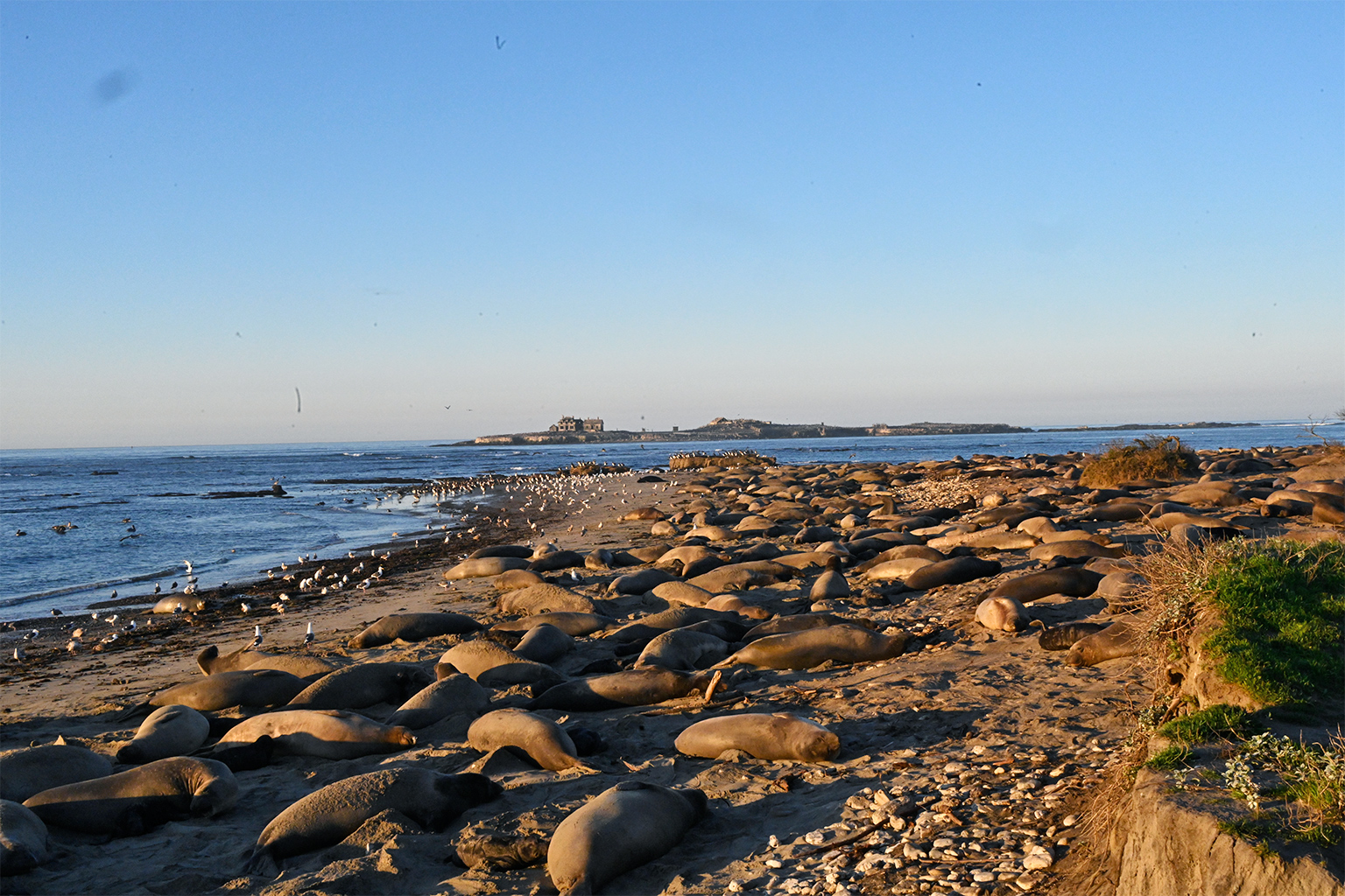 Seal ‘oceanographers’ reveal fish abundance in Pacific Ocean’s twilight ...