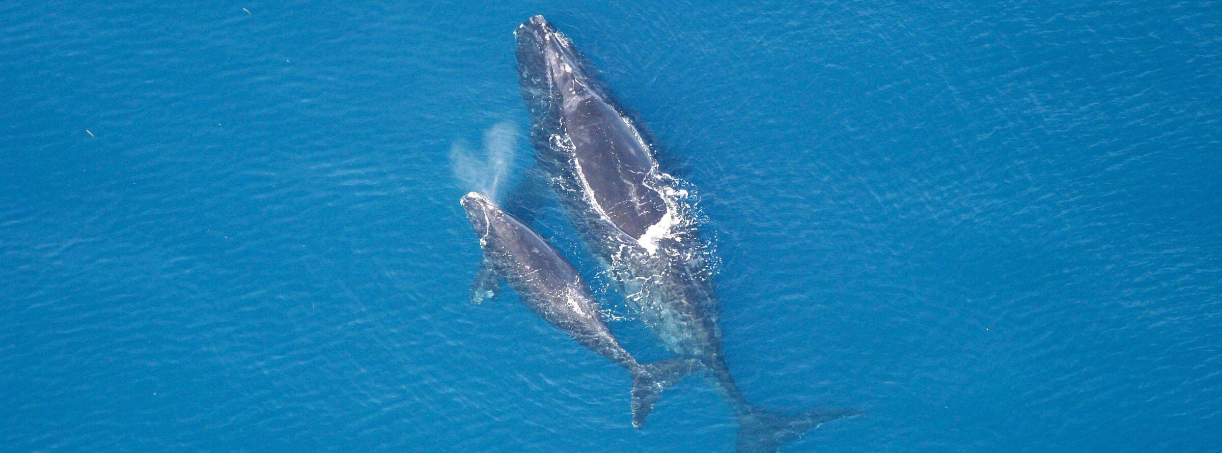 North Atlantic right whales (Eubalaena glacialis).