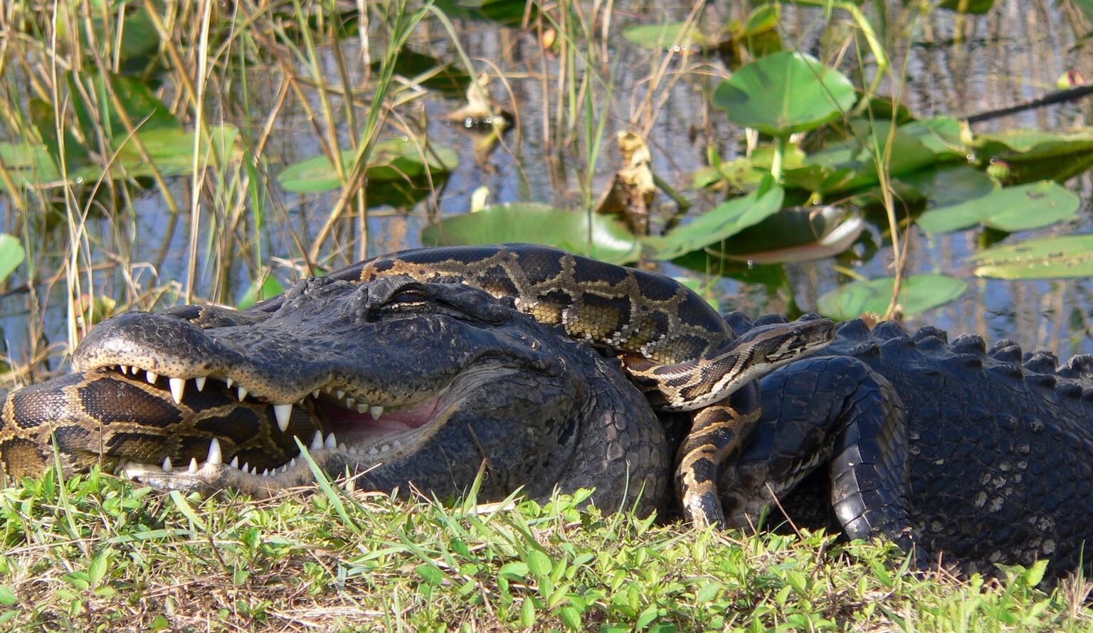 A Burmese python (Python bivittatus) and an American alligator locked in in Florida's everglades. Native to Southeast Asia, the pythons were brought to South Florida as exotic pets and are now an invasive species threatening native fauna. Image © Lori Oberhofer, National Park Service.