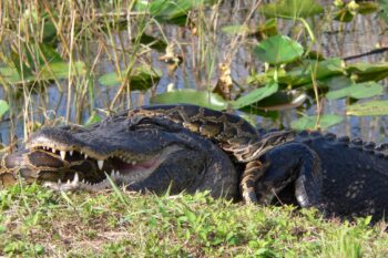A Burmese python (Python bivittatus) and an American alligator locked in in Florida's everglades. Native to Southeast Asia, the pythons were brought to South Florida as exotic pets and are now an invasive species threatening native fauna. Image © Lori Oberhofer, National Park Service.