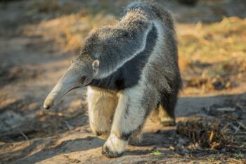 A giant anteater in the Argentinian wetlands. Image courtesy of Rewilding Argentina.