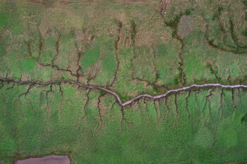 Why are the British flooding parts of their coast? Once farmland protected by flood defenses, Steart Marshes in southwest England now thrives as a restored salt marsh. As the defences weakened, the land became increasingly vulnerable to flooding. Instead of rebuilding defenses, conservationists, the government and local communities made a bold choice to let the sea reclaim the landscape. Just over 10 years ago the sea wall was breached, allowing the sea to take over the land, transforming the area into a vital wetland habitat. Salt marshes, which have declined by 85% in the U.K. since the 19th century, play a crucial role in coastal ecosystems. They provide shelter for wetland wildlife, act as natural flood defenses by absorbing storm surges, stabilize coastlines against erosion, and store carbon to help combat climate change. Managed by the Wildfowl and Wetlands Trust, Steart Marshes now provides a model for future restoration projects, proving that working with nature can protect communities while rebuilding lost habitats.