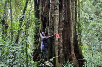 In a vibrant green forestscape, a man in a blue t-shirt and gumboots stretches his arms across the dark bole of an enormous, extravagantly buttressed tree.. Image courtesy Andrea Bianchi.