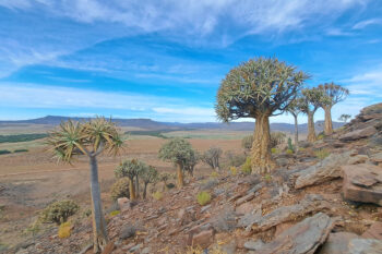 Giant quiver tree, Namaqualand, South Africa. Image by Leonie Joubert.