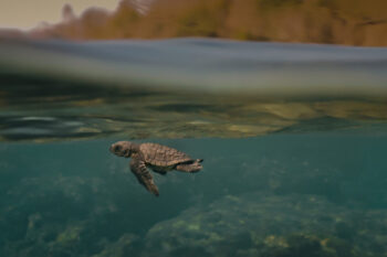 A still from Turtle Walker.