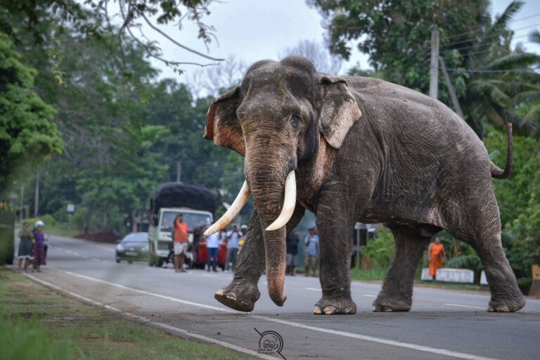 Kavantissa, a regal tusker considered Sri Lanka’s largest elephant, stands more than 3 meters (10 feet) in height. He faces the risk of being killed due to his habit of roaming close to human settlements. Image courtesy of Gimantha.