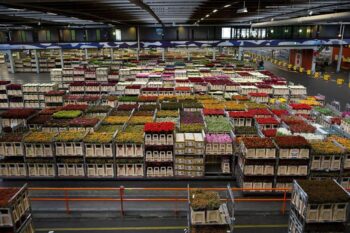 Banner image of a flower warehouse in Netherlands by Naaldwijk Rijksoverheid via University of Cambridge.