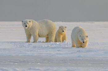 Polar bear mother with two cubs on a snowy sandbank in northern Alaska.