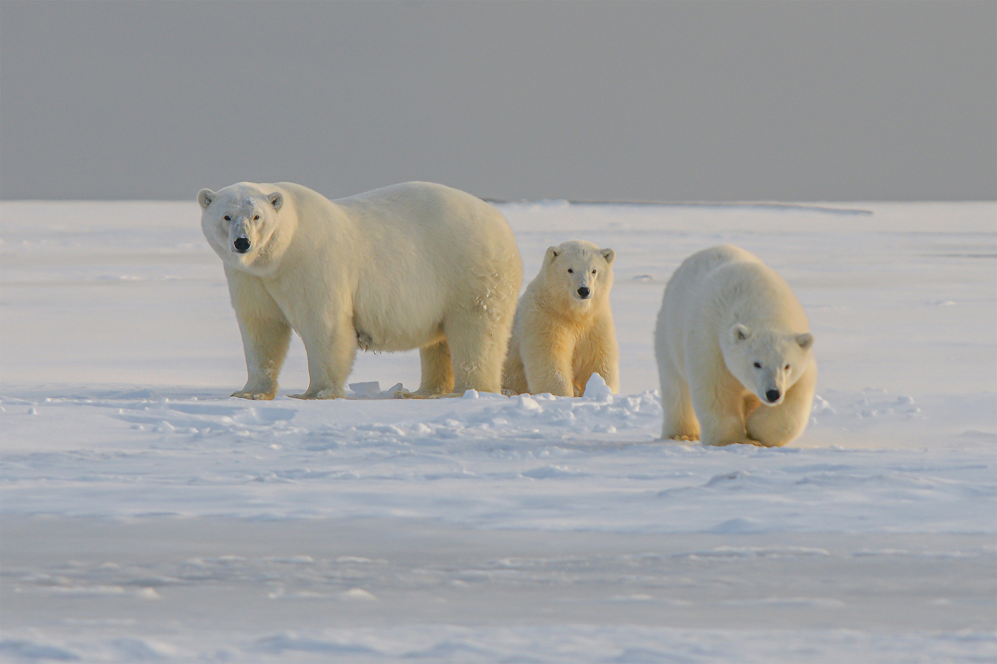 Polar bear mother with two cubs on a snowy sandbank in northern Alaska.