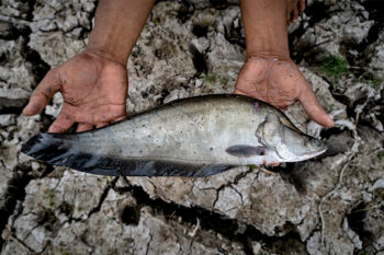 The Sumatran belida fish is a protected species that is increasingly difficult to find in the wetlands of the Musi River, South Sumatra.