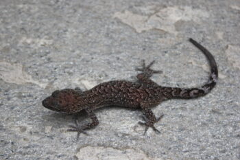 An individual  of a newly discovered gecko species in Nepal now named Karan's bent-toed gecko after veteran Nepali herpetologist Karan Bahadur Shah. Image courtesy of Santosh Bhattarai,