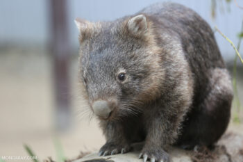 A wombat in Queensland, Australia. Image by Rhett A. Butler/Mongabay.