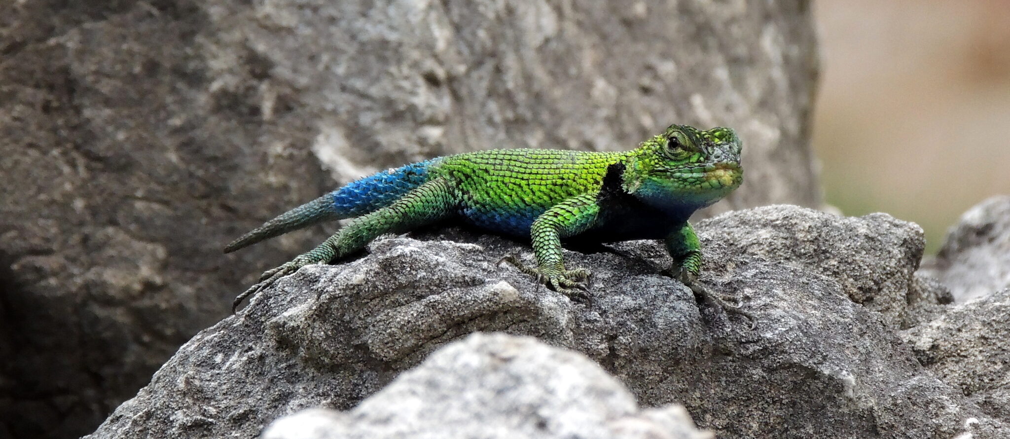 spiny lizard green