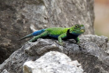 spiny lizard green