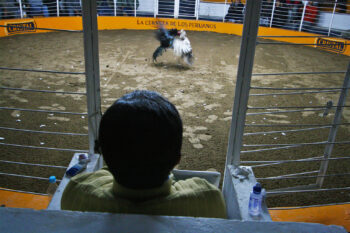 A judge watches a cockfight in Peru.