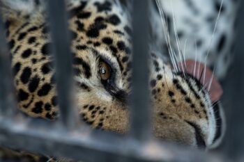 jaguar cage