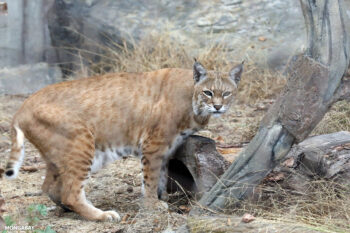 Banner image of a bobcat by Rhett A. Butler/Mongabay.com