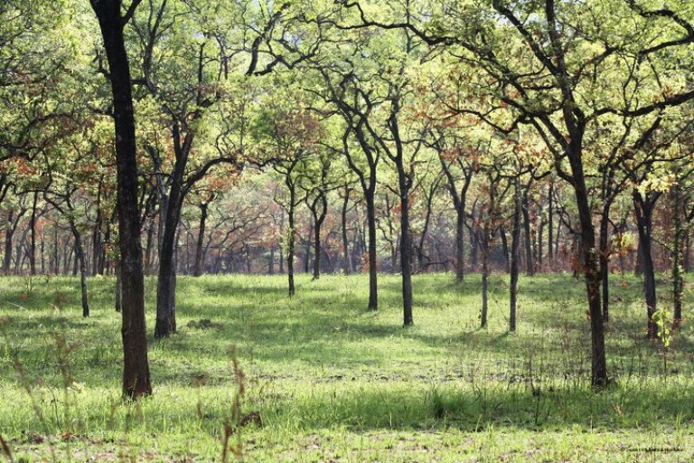Nilgala has the unique features of a savanna ecosystem of grasslands with scattered trees. Image courtesy of Suranjan Karunarathne.