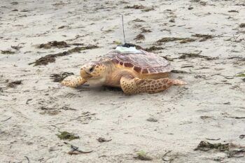 Banner image of a loggerhead sea turtle released in 2021, courtesy of Vanessa Kahn/New England Aquarium.