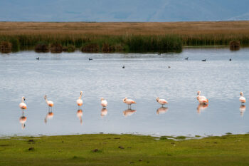 Chilean flamingos (Phoenicopterus chilensis) in Lake Chinchaycocha in Junín, Peru.