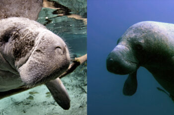 (left) Endangered Florida manatee (Trichechus manatus), Crystal River National Wildlife Refuge, Florida. by David Hinkel. (right) Manatee. Photo courtesy of NOAA's National Ocean Service