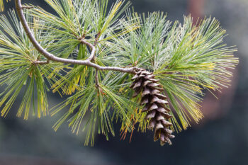Pine cone of a white pine (Pinus strobus).