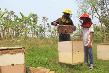 Beekeepers monitoring hive boxes at Kazirhat, Shariatpur.