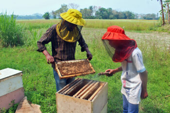 Beekeepers monitoring hive boxes at Kazirhat, Shariatpur.