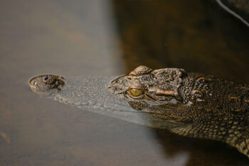 A recently release juvenile Siamese crocodile in Cambodia.