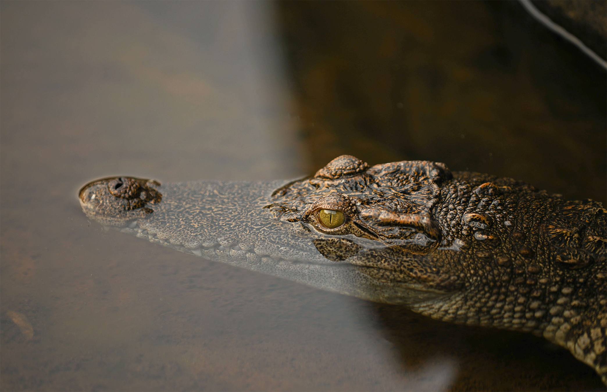 Siamese crocodile release into the wild marks conservation
