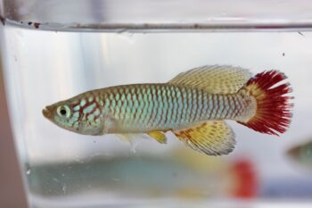 Researchers find a new killifish species, Nothobranchius sylvaticus, in an an ephemeral swamp in the Gongoni Forest Reserve in Kenya. Image by Dirk Bellstedt.