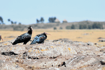 Two pairs of N. Bald Ibis photographed at the wintering grounds on the Ethiopian highlands in November 2006 (© G. Serra).